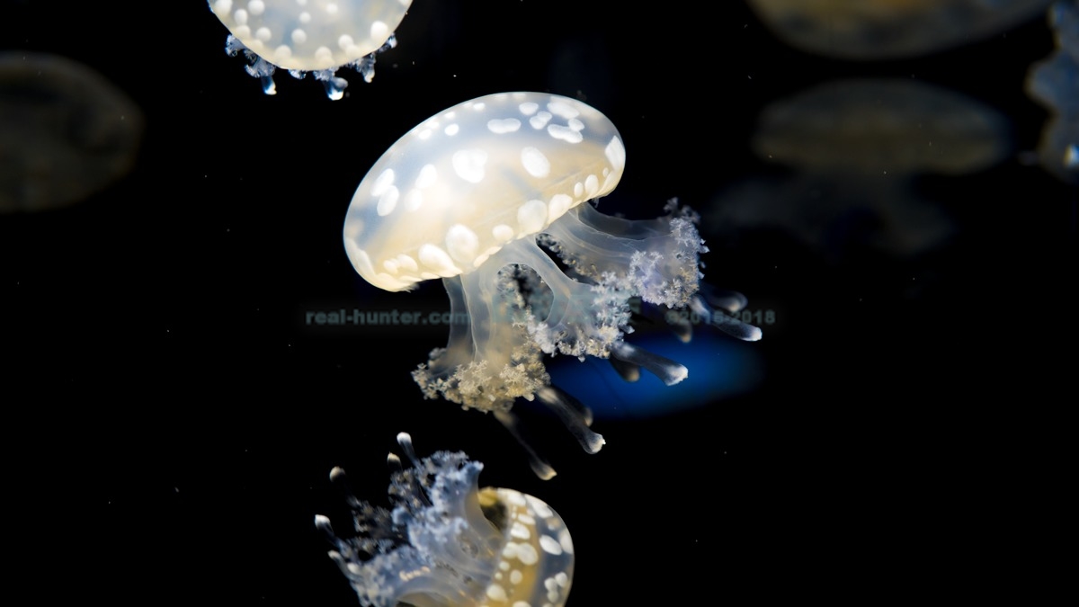 クラゲを見てクラゲを喰う 鶴岡市立加茂水族館